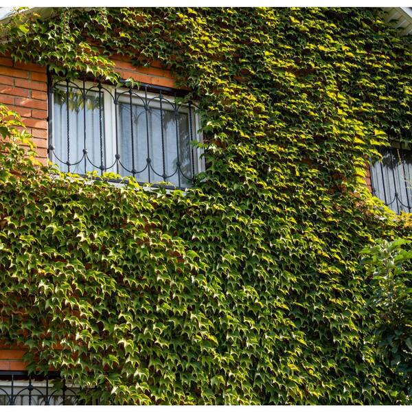 Boston Ivy - The Good Earth Garden Center