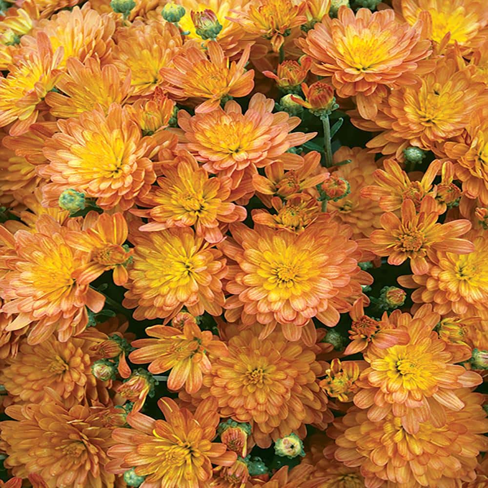 11 in. Jacqueline Orange Chrysanthemum Plant 607210 The Home Depot