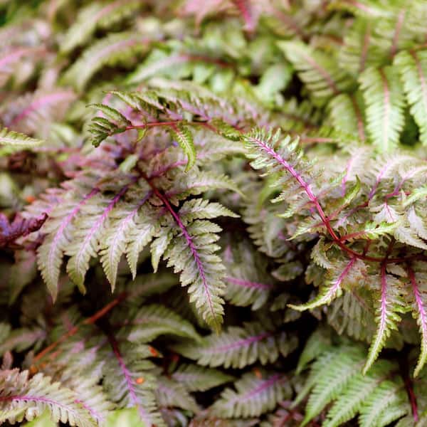 national PLANT NETWORK 5.5 in. Red Painted Fern Plant