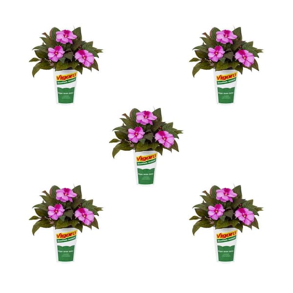 Vigoro 1.5 Pt. New Guinea Impatiens Harmony Purple Cream Annual Plant (5-Pack)