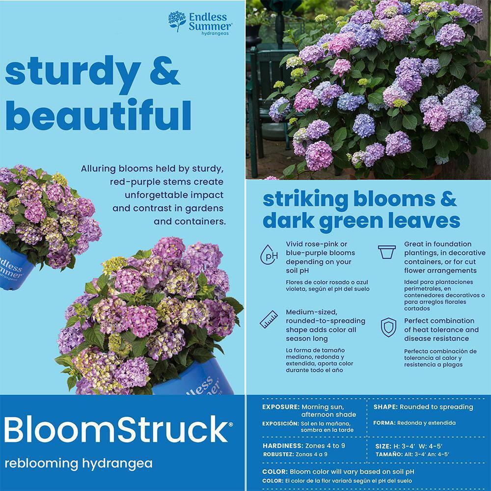 Endless Summer Bloomstruck 2 Gallon Pink and Purple Hydrangea