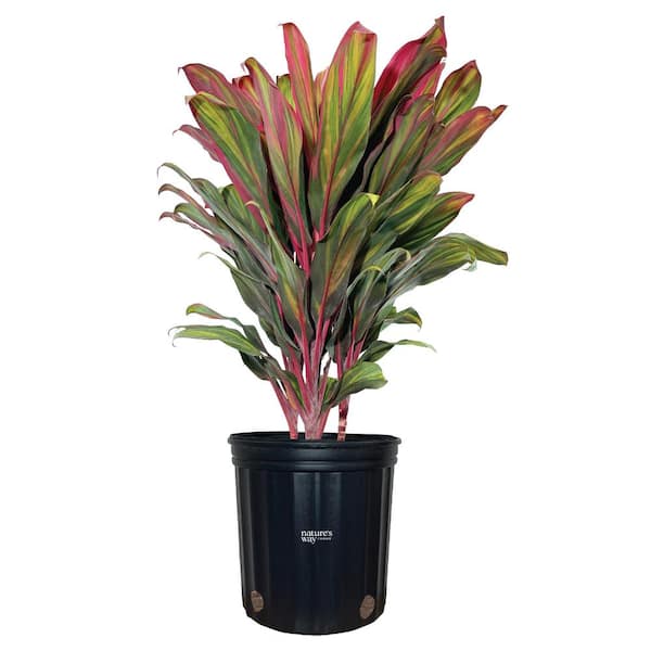 NATURE'S WAY FARMS 1.72 Gal. Hawaiian Ti Red Sister Dracaena Tropical Plant  (1-Pack) 3784 - The Home Depot