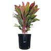 NATURE'S WAY FARMS Cordyline Harlequin Live Outdoor Plant in Growers Pot Average Shipping Height 2-3 Ft. Tall 37745