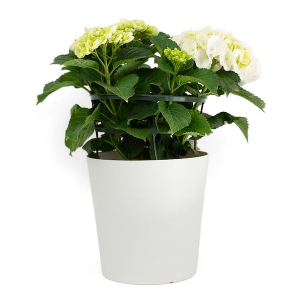 Pure Beauty Farms 1.9 Gal. Hydrangea Shrub Assorted Colors in 9.25 in. Designer Plastic Pot