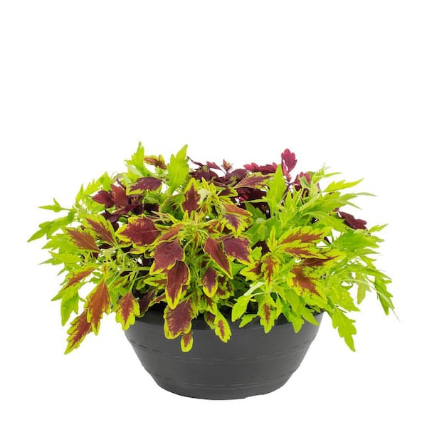 METROLINA GREENHOUSES 1.5 Gal. Coleus Mix Maristone Color Bowl Annual Plant (1-Pack)