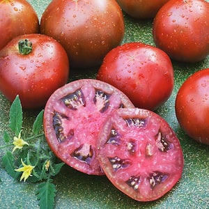 2.32 qt. Black Prince Heirloom Tomato Plant