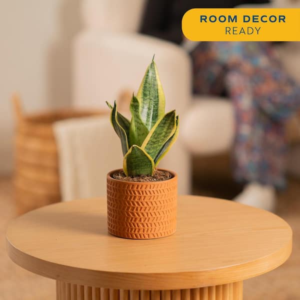 Grower's Choice Exotic Angel Indoor Sansevieria Plant in 4 in. Decor Pot, Avg. Shipping Height 8 in. Tall