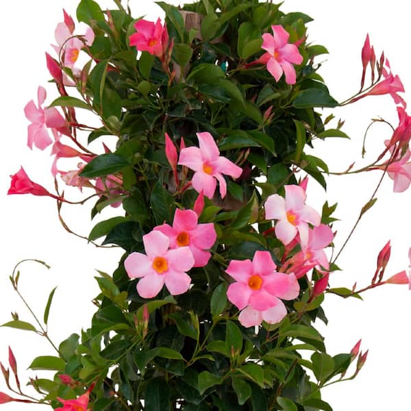 Mandevilla Live Plant Vine Aazon.co : Pink Andevilla Plant