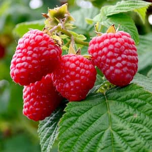 3 in. Pot Crimson Night Raspberry, Live Fruiting Plant, White Flowers Give Way to Red Fruit (1-Pack)