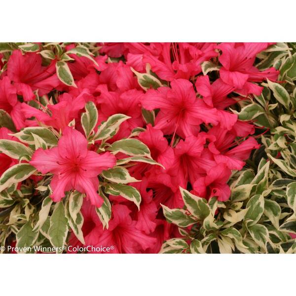 PROVEN WINNERS Bollywood Azalea (Rhododendron) Live Evergreen Shrub, Pink Flowers with Green and White Foliage, 3 Gal.