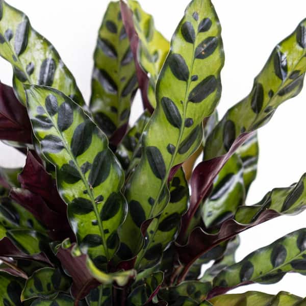ana pineapple plant 6" Pineapple Plant  Anna's Garden, Home & Wellness