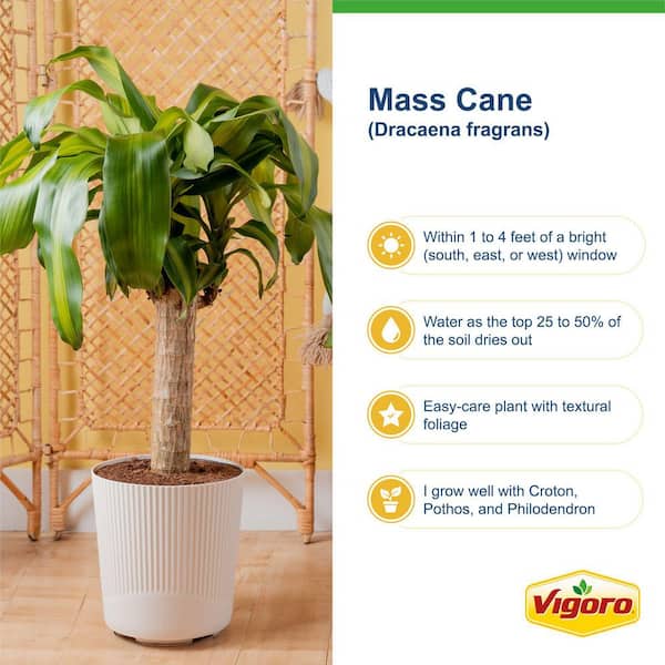neon green pothos Epipremnum aureum 4in Neon Pothos main image 1