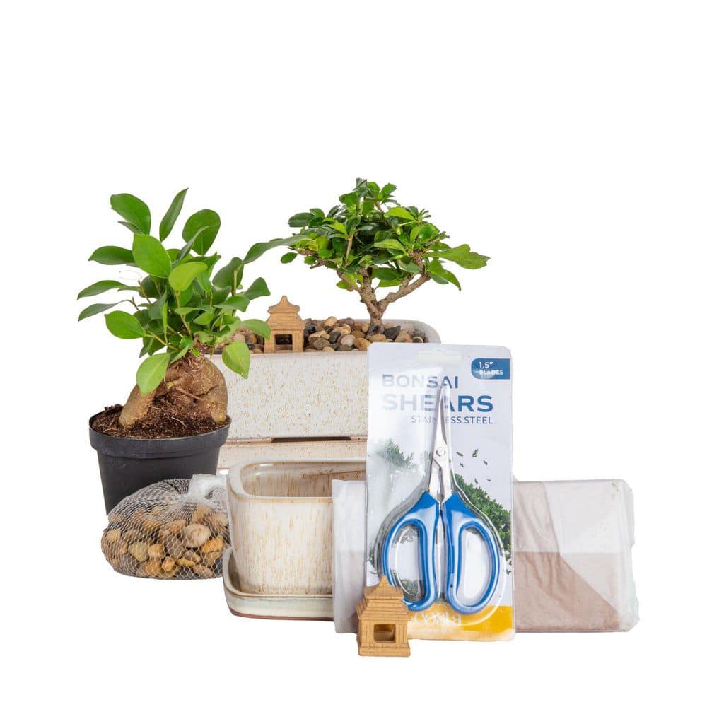 Costa Farms DIY Grower's Choice Bonsai Indoor/Outdoor Plant Kit, Average  Shipping Height 7 in. Tall S-BON-P-BEI-01 - The Home Depot