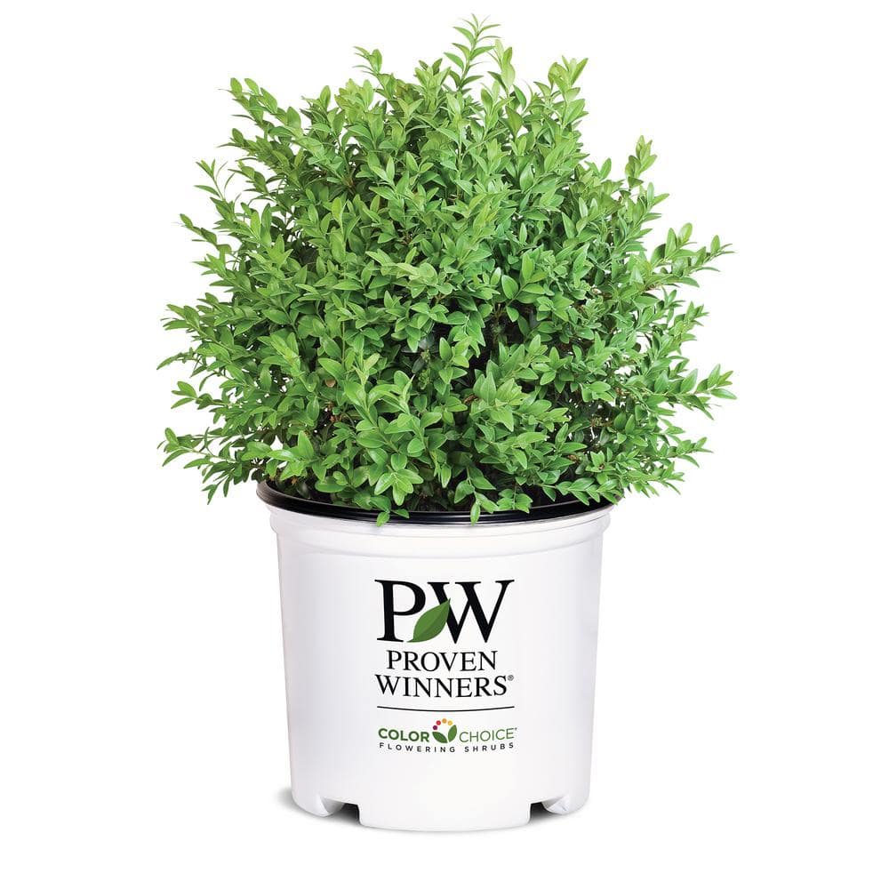 Proven Winners 1 Gal North Star Boxwood Shrub 18188 The Home Depot 1953