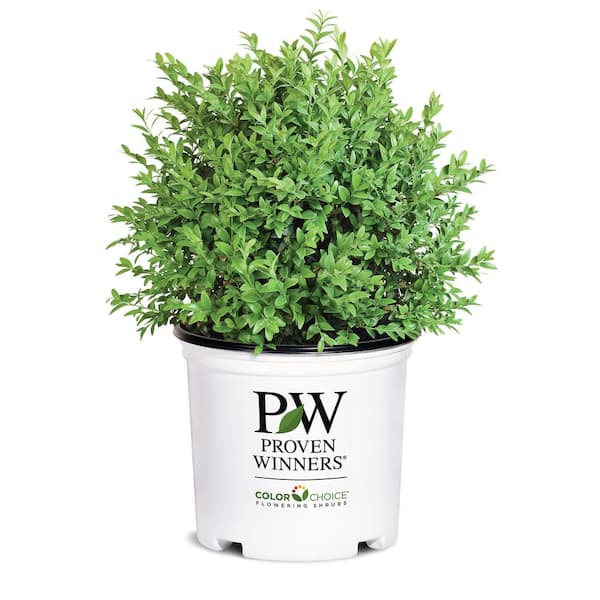 PROVEN WINNERS 1 Gal. North Star Boxwood Shrub