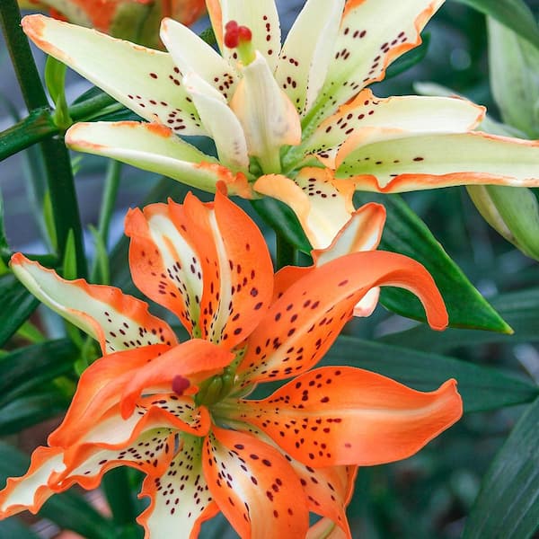 Breck's Must See Double Asiatic Lily Bulbs (5-Pack)
