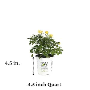 4.5 in. Qt. Oso Easy Lemon Zest Landscape Rose (Rosa) Live Shrub, Yellow Flowers