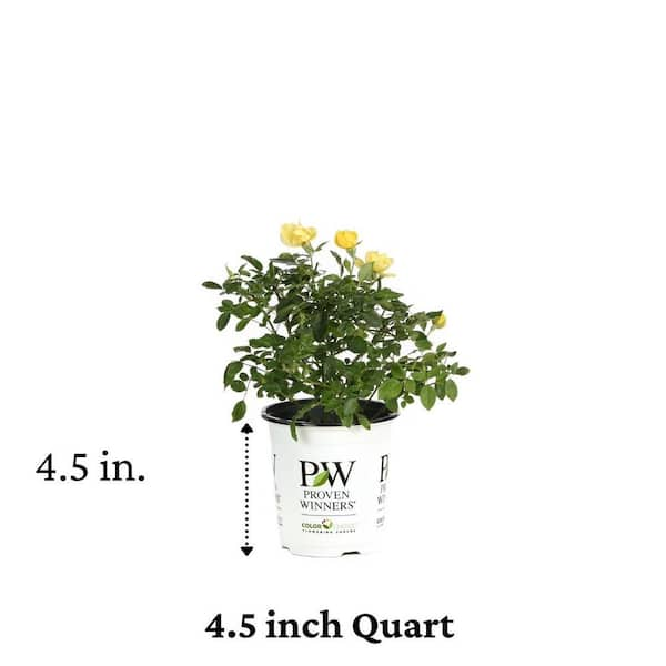 4.5 in. Qt. Oso Easy Lemon Zest Landscape Rose (Rosa) Live Shrub, Yellow Flowers