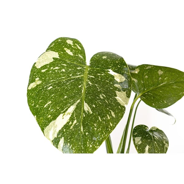 do philodendron rio climb Philodendron 'Rio' – UrbanJungleSydney