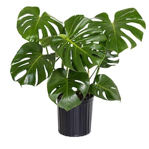 Monstera Deliciosa Split-Leaf Philodendron Live Swiss Cheese Plant in 9.25 inch Grower Pot