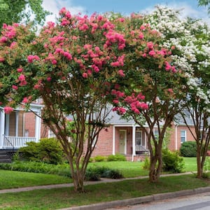 3 gal. Crape Myrtle Miami Shrub with Pink Flowers