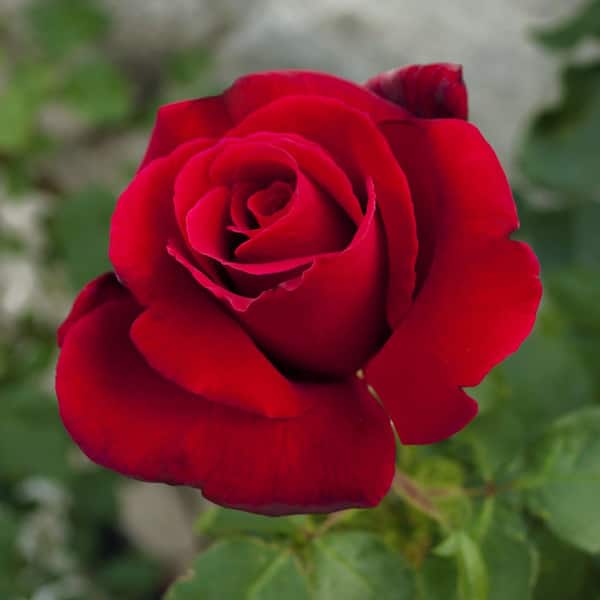 national PLANT NETWORK Bare Root Rose with Red Flowers HD7661