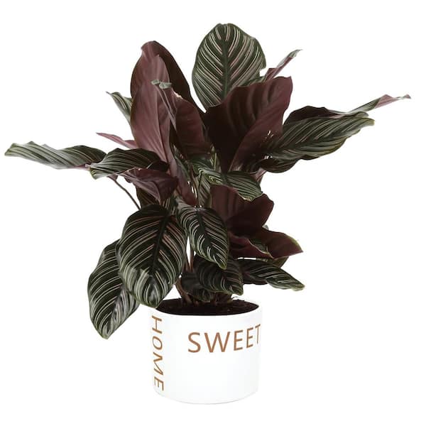Costa Farms Grower's Choice Indoor Plant in 6 in. Home Sweet Home Ceramic Planter, Shipping Height 10 in. Tall CO.CMD07.3.HSH The Home Depot