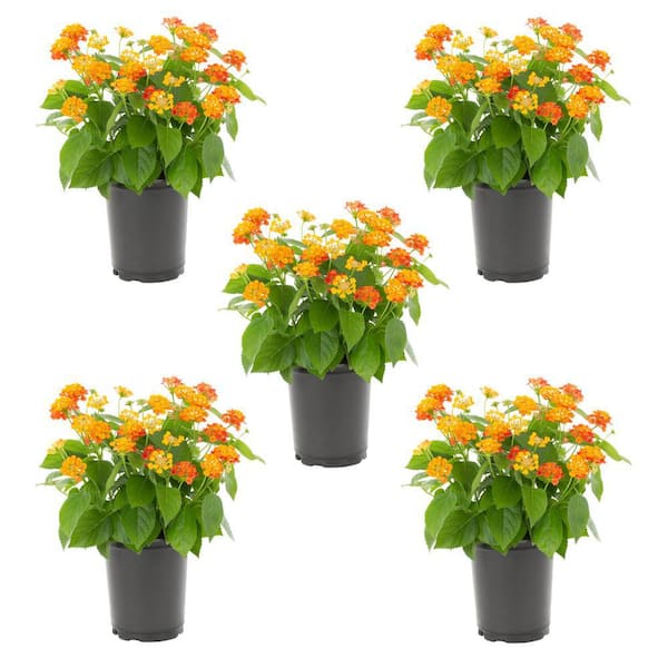 METROLINA GREENHOUSES 1.5 Pt. Orange Lantana Annual Plant (5-Pack)