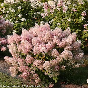 1 Gal. Bobo Hardy Hydrangea (Paniculata) Live Shrub, White to Pink Flowers