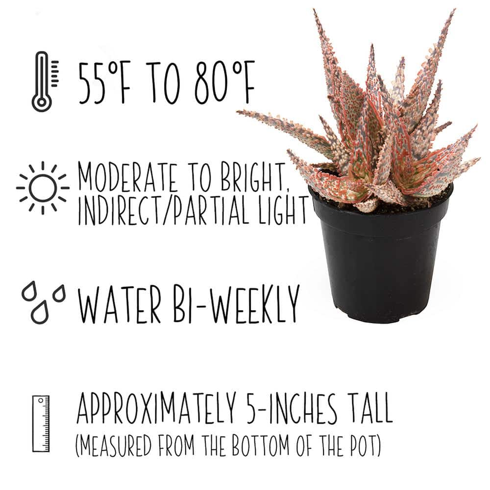 Vibrant Star Aloe Trio - 8" Multicolor Succulent Variety Pack