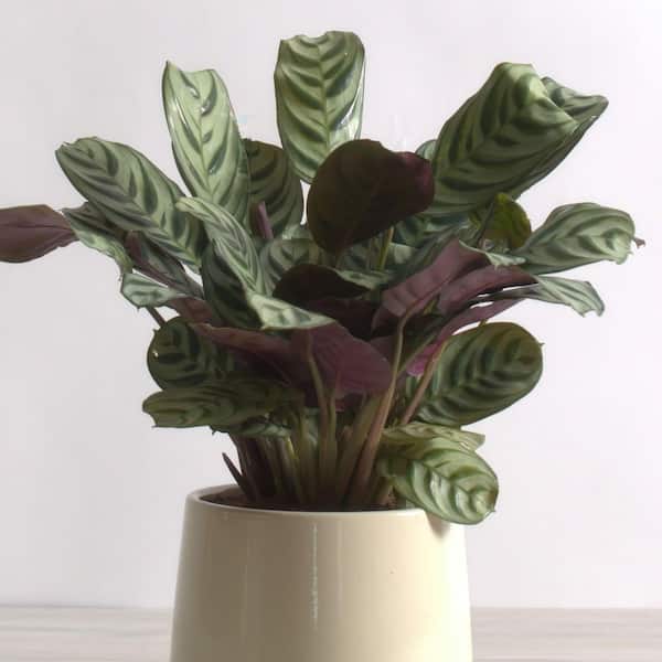 National Plant Network 6 in. Calathea Burle Marx