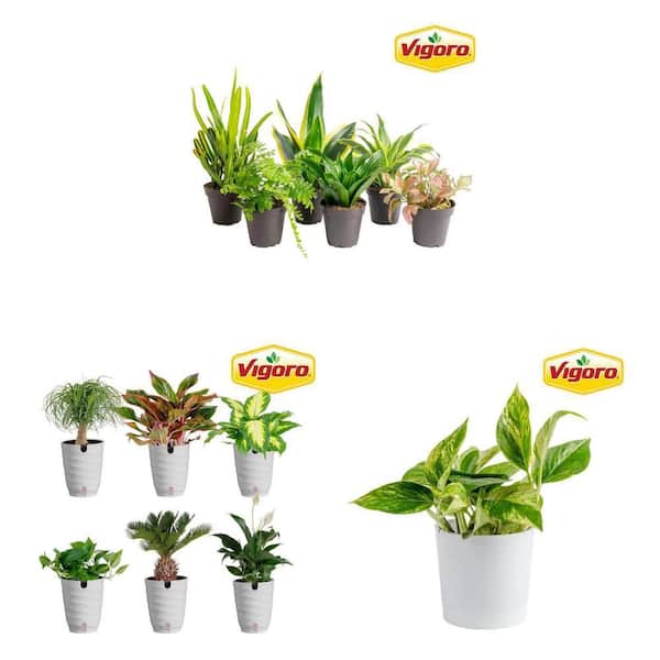 4 in. Pothos Plant and 6 in. Assorted Foliage Plants with 3.8 in. Houseplant Collection (8-Pack)