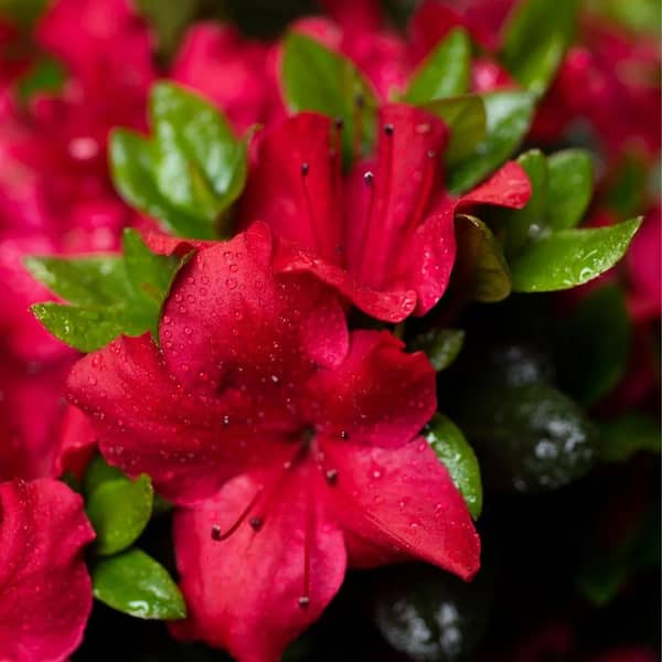 2.25 Gal. Johanna Azalea Shrub with Red Ruffled Blooms and Green Foliage  17316 - The Home Depot