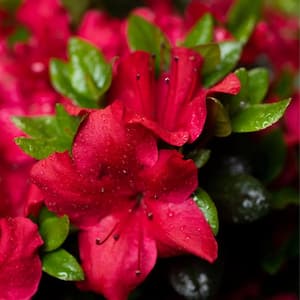 2.25 Gal. Johanna Azalea Shrub with Red Ruffled Blooms and Green Foliage