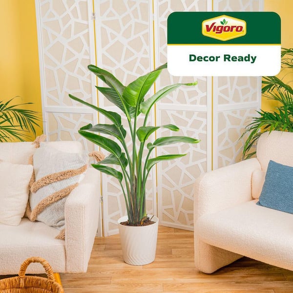 plant palm Lady Palm  Liberty Landscape Supply
