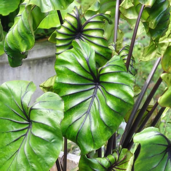 national PLANT NETWORK 3.5 in. Colocasia Pharaoh's Mask Elephant Ear Perennial Plant (3-Pack)