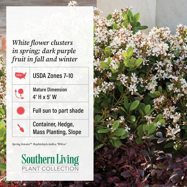 SOUTHERN LIVING 2 Gal. Spring Sonata Indian Hawthorn (Raphiolepis