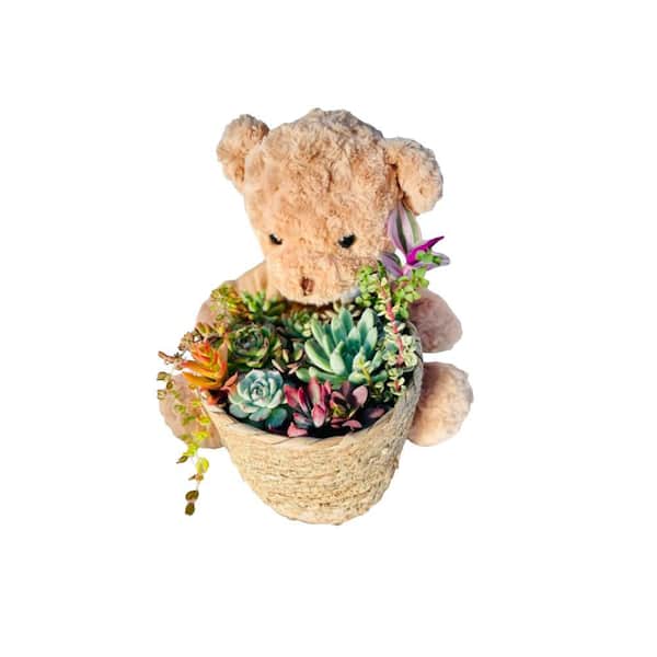 Unbranded Large Bear 13 in. x 14 in. Wicker Soil-less Succulent Plant Flower Basket, Beautiful Lightweight Collection of Succulent