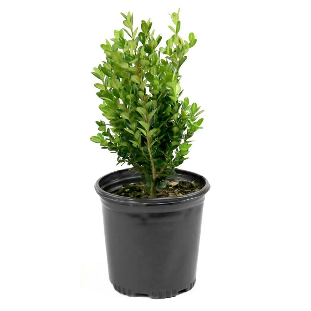 national PLANT NETWORK 2.5 qt. Boxwood Wintergreen Shrub HD1073 - The ...