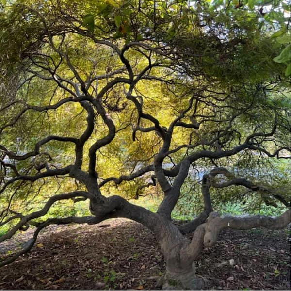 1 Gal. Tamukeyama Japanese Maple Tree MAPJTA01G - The Home Depot