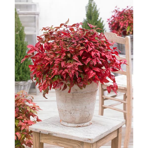 SOUTHERN LIVING 2 Gal. Blush Pink Nandina, Live Evergreen Shrub