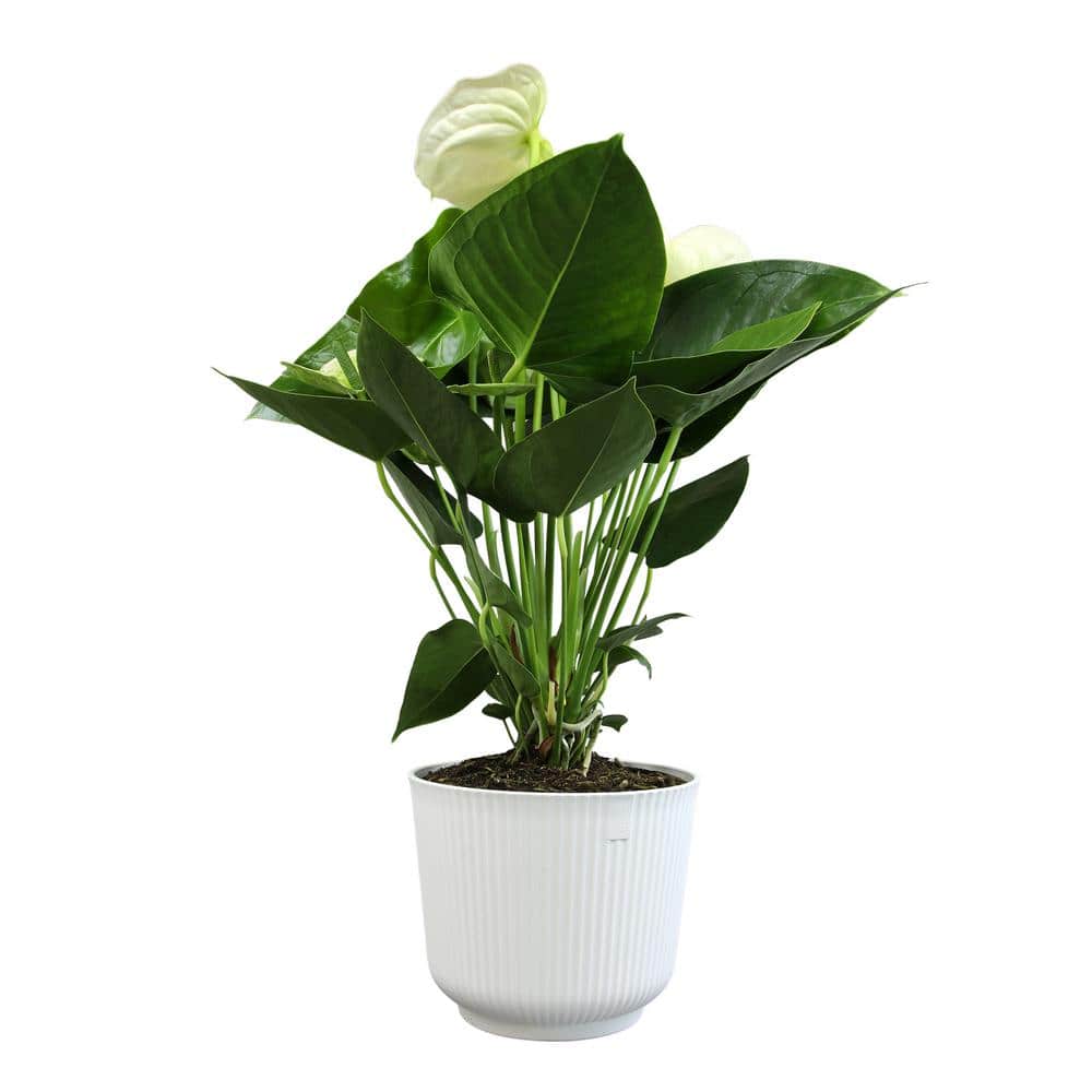 White Flamingo Anthurium in Ribbed Ceramic Planter