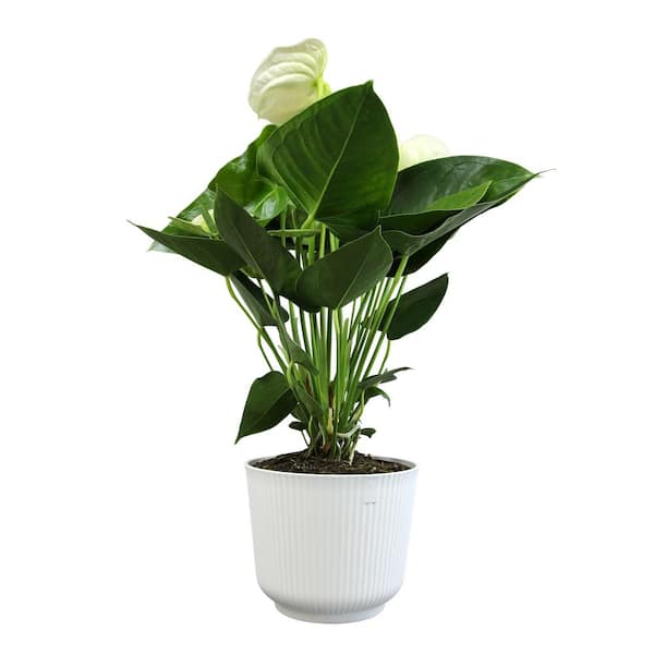 ALTMAN PLANTS White Flamingo Flower Anthurium (Approx. 18-21 in