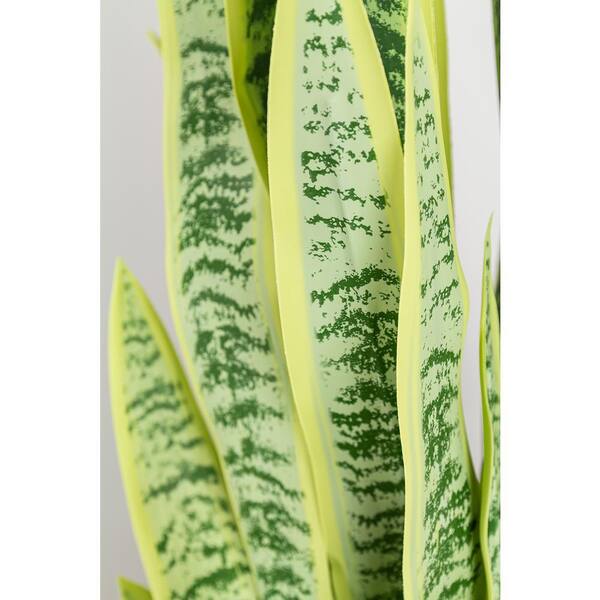 Botanical 3.5 ft. Green and Yellow Sansevieria Cylindrica in Botanical 3.5 ft. Green and Yellow Sansevieria Cylindrica in