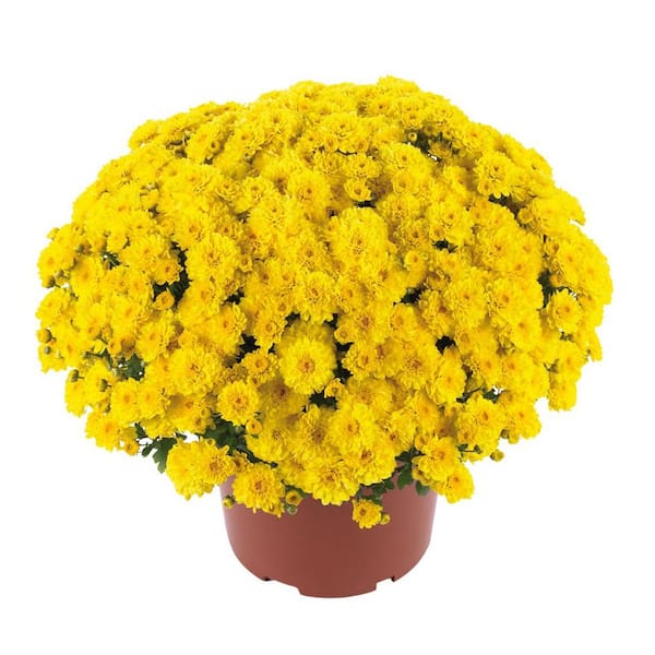 Chrysanthemum (Mum) Yellow Live Plant in 8.5 in. Deco Color Planter