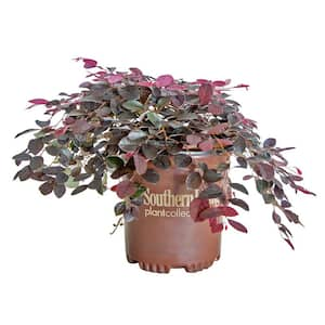 2.5 Qt. Purple Pixie Dwarf Weeping Loropetalum, Groundcover Evergreen Shrub with Purple Foliage, Pink Blooms