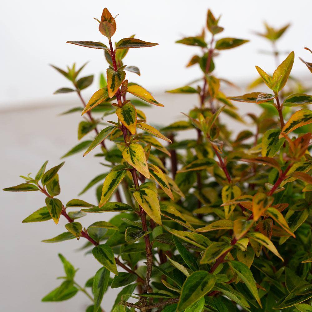 2.5 Quart Kaleidoscope Abelia with Variegated Foliage and Petite White Blooms
