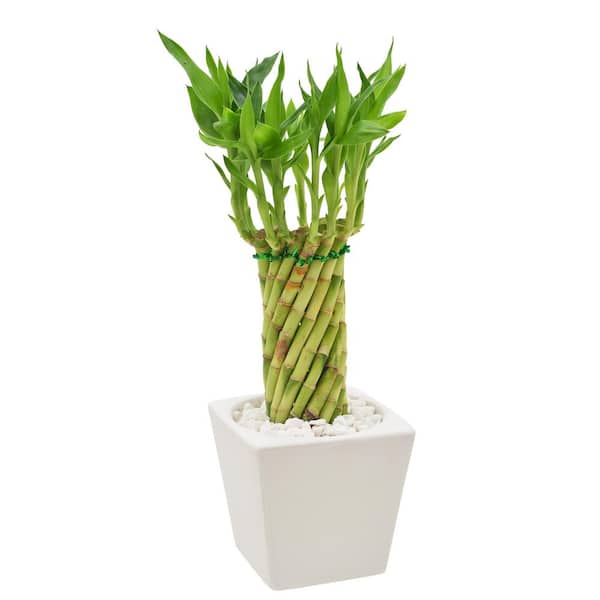 4-1/2 in. Tornado Lucky Bamboo Carolina White Square Ceramic Planter