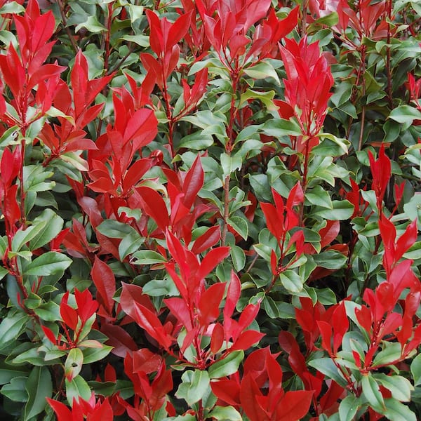 4 in. Photinia Dynamo Red Shrub (8-Pack)
