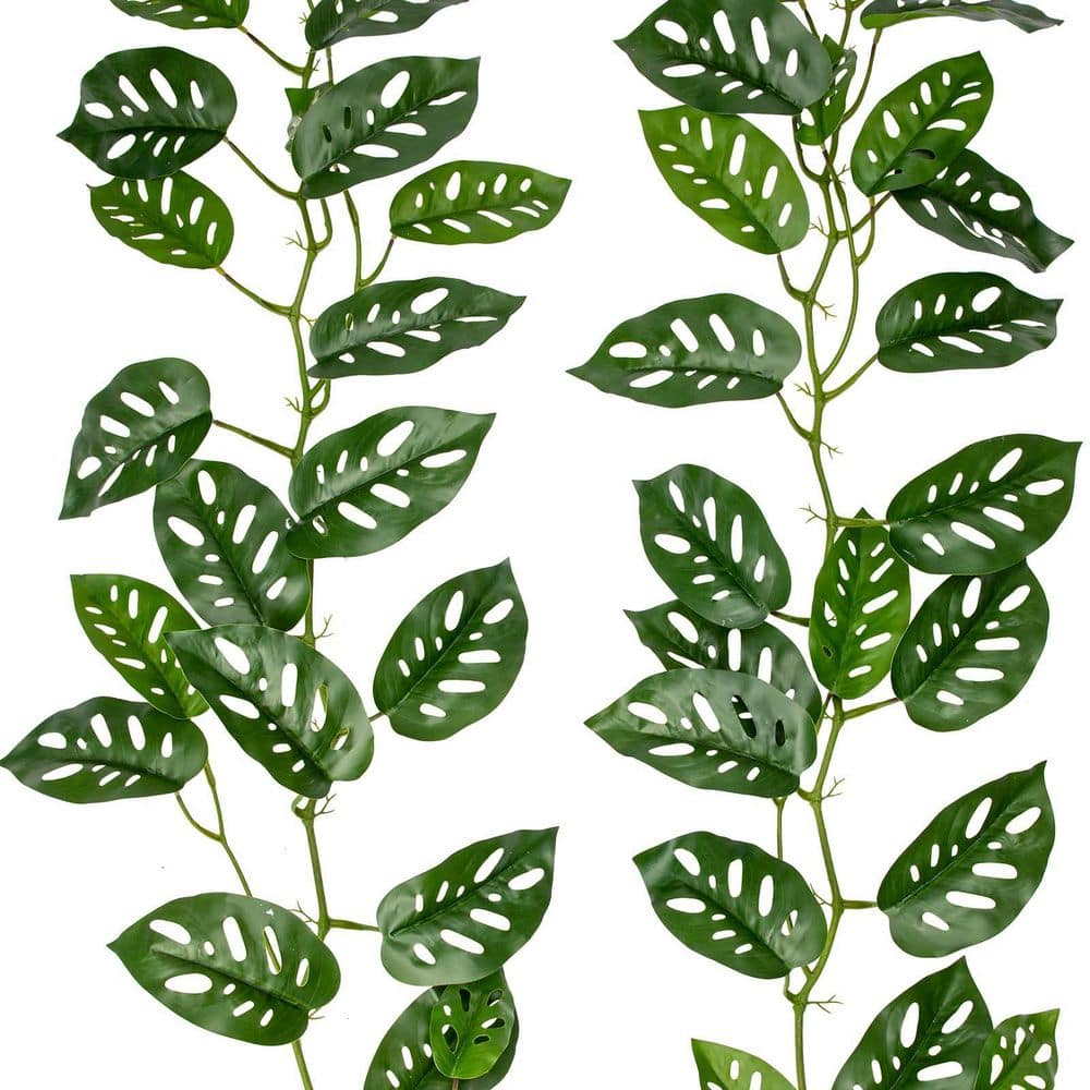 green queen pothos Pothos 'Green Queen'